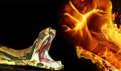 Hand consumed in flames (Photo by kevron2002). Royal boa opens mouth (Photo by Matic.Sandra). Photoshop composite by Steve Sabz